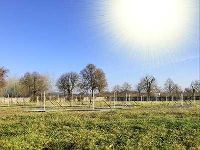 Das LOFAR-Feld, eine Wiese mit flachen Radioantennen, an einem sonnigen Tag.